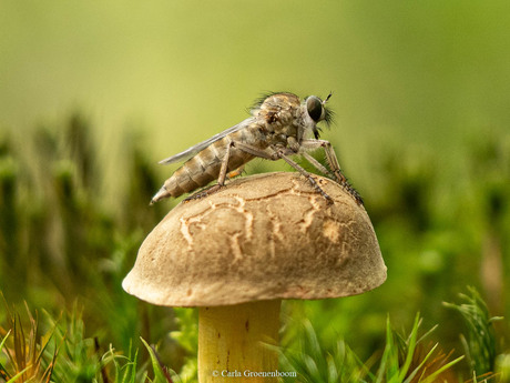 roofvlieg op roodsteelfluweelboleet