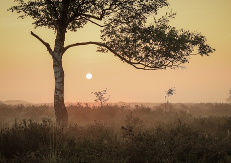 Zonsopkomst Ermelosche heide