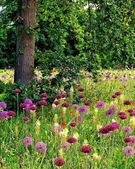 Veldbloemen