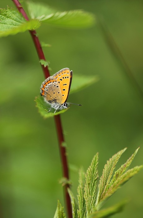 Blauwe vuurvlinder