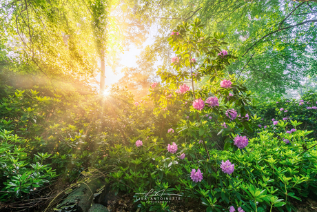 Rhododendrons