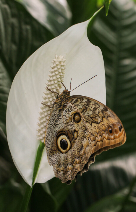 Caligo memnon