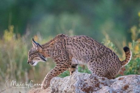 Young Lynx cub