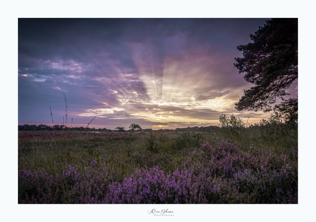 Kalmthoutse Heide