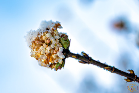 Bloesem in de sneeuw 