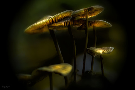 Paddenstoelen 