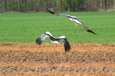 Opvliegende ooievaars