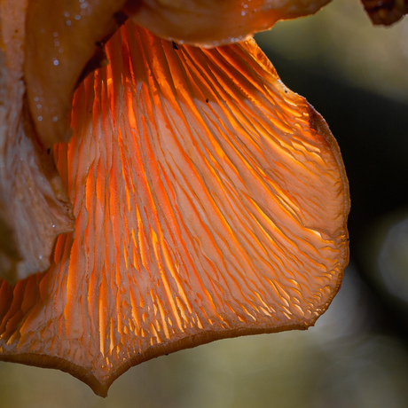 Herfst op de heide - 3