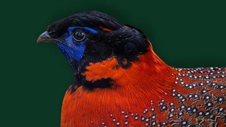 Tragopan