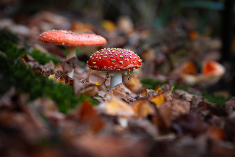 Herfst in aantocht