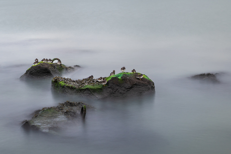 Vogels in de branding