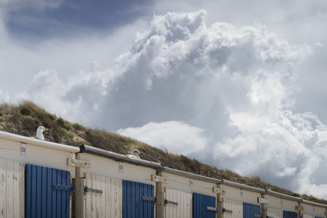 Meeuwen rusten uit op de strandhuisjes