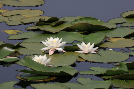 Natuur fotograferen 