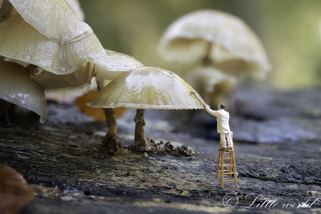 Onderhoud van de paddestoelen