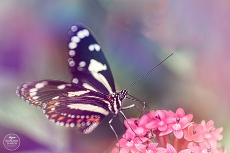 Butterfly Heliconius ismenius.