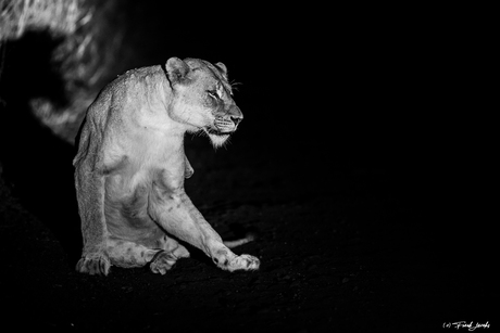 lioness focus...