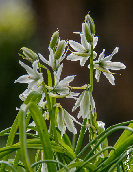 Knikkende vogelmelk in andere setting!
