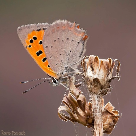 Kleine Vuurvlinder