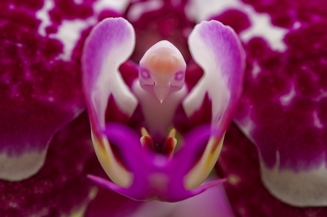 Zit er nu een vogel verstopt in die orchidee ?