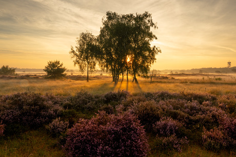 Kalmthoutse Heide