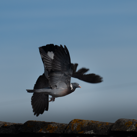 Voorjaar in duivenland