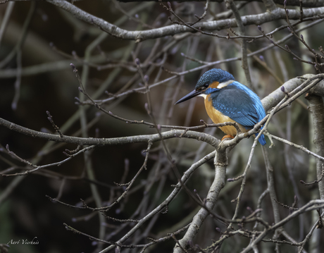 eindelijk mijn eerste ijsvogel