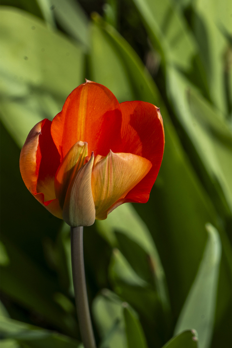 tulp
