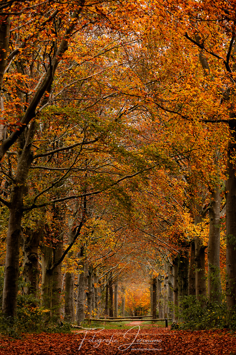 Op en top herfst in Visdonk 