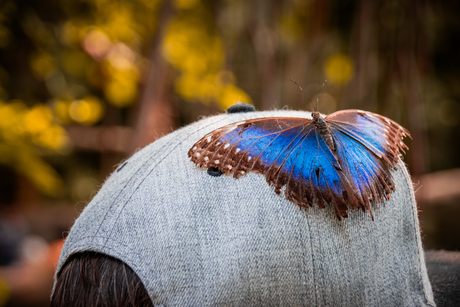 Morpho peleides
