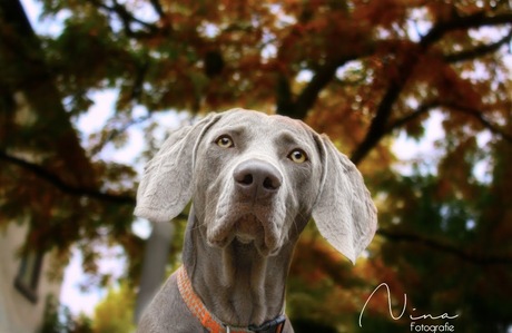 Weimaraner 