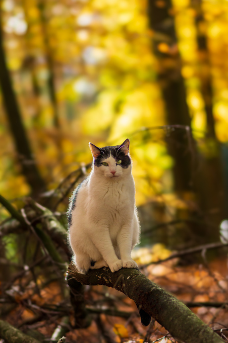 Poes omringd met herfstkleuren