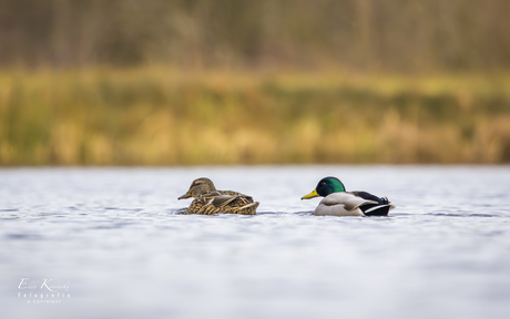 Laag standpunt.3 (samen uit...)