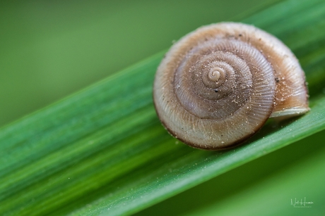 Cochlea