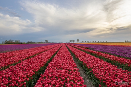 De tulpenvelden bij Woldendorp.