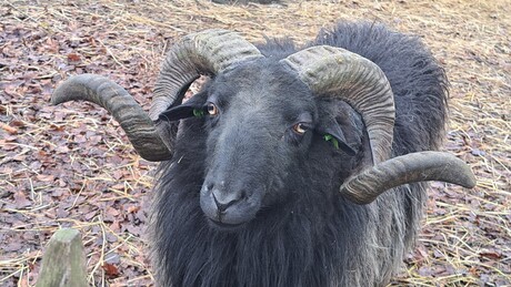 Zwarte ram 