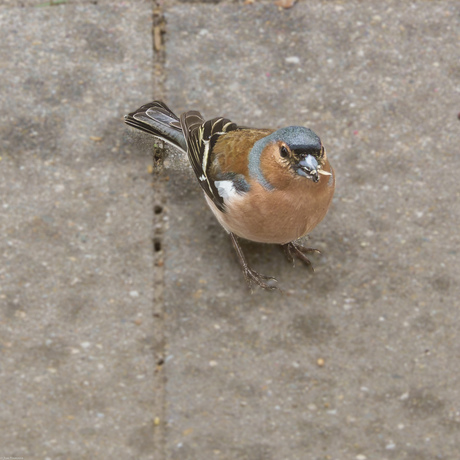 De Vink