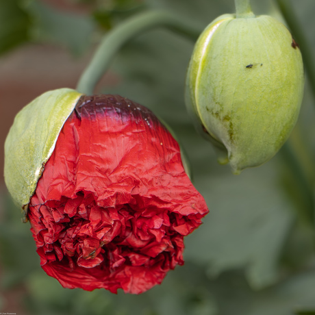 Het ontluiken van een Papaver