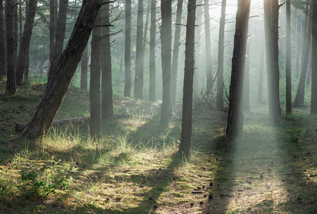 Hollumer bos