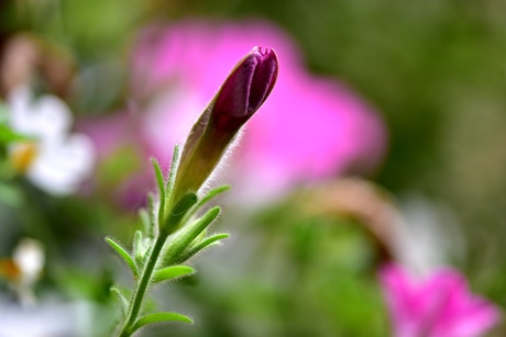 Petunia 