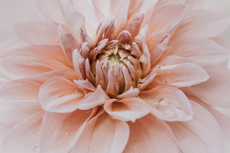 Dahlia