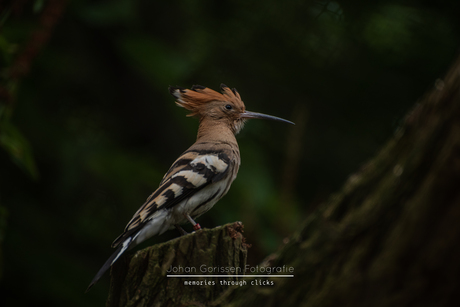 Hoopoe