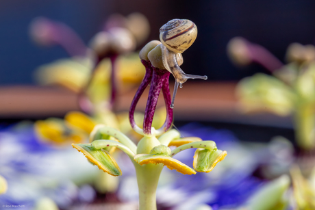 Minislakje op de passiebloem