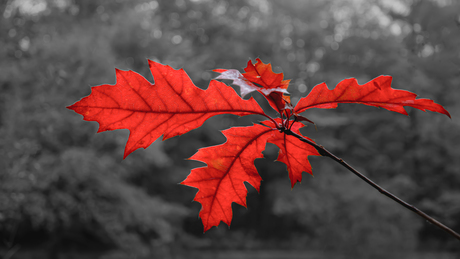 Rode herfstbladeren