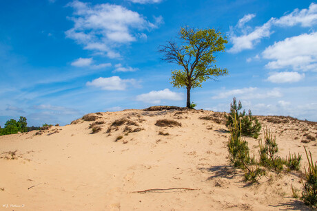 Single tree. 
