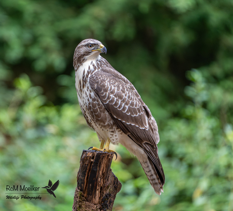 De buizerd.