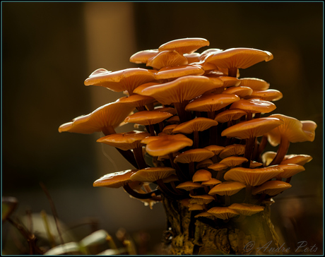 Paddenstoelen in de tuin....