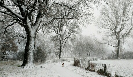 Alleen op de witte wereld