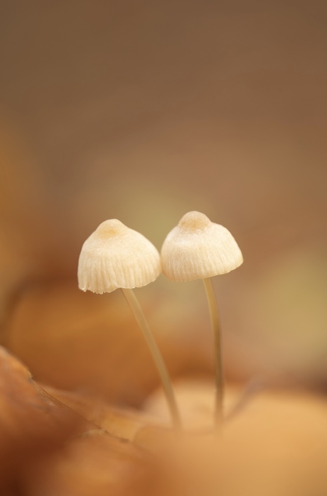 Twin mushrooms