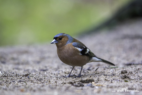 Boekvink