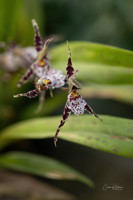 Beallara orchidee